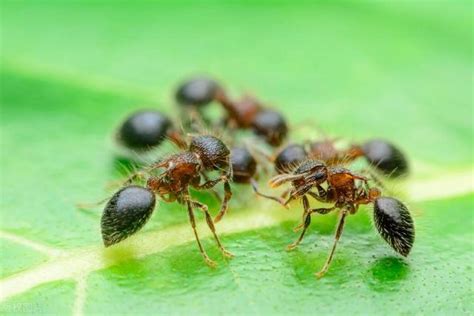 螞蟻是怎麼出現的 媛五行